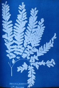 Cianótipo de um feto norte-americano, Adiantum pedatum de Unbekannt Unbekannt