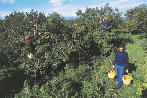 Colheita de bergamota, Calábria, Itália (foto) de Unbekannt Unbekannt