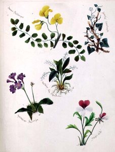 Wild Flowers (página de um livro de esboços com versos) de Lili Cartwright