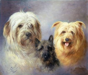 Um Tibetano, um Cairn e um Silky Terrier