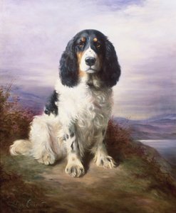 Royal, um Springer Spaniel tricolor