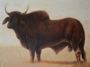 Brahmin Bull de Lincoln Seligman