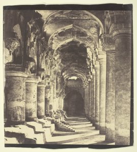 Arcade em Quadrilátero de Linnaeus Tripe