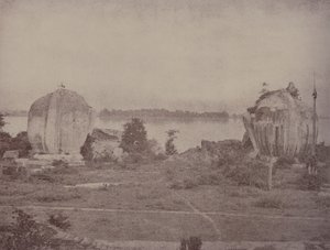 Mengoon: Grifos Arruinados de Linnaeus Tripe