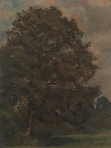 Estudo de uma árvore de cinzas de Lionel Constable