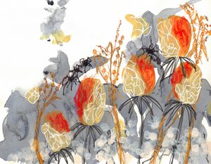 Banksia laranja com aranhas de Lori Ann Folz