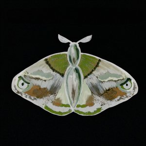 Traça verde impressionante de Lori Ann Folz