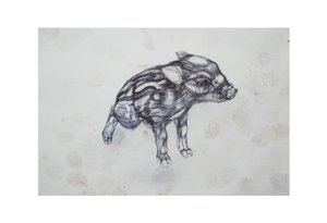 Porquinho, 2015, (bic biro no papel) de Lou Gibbs