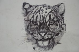 Snow Leopard, 2016, (bic biro no papel) de Lou Gibbs