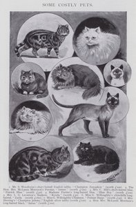 Alguns animais de estimação caros (litho) de Louis (after) Wain