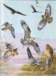Águia calva, tartaruga, abutre, oriental, vermelho falcão atado, pato, falcão, americano, Osprey, pântano marsh de Louis Agassiz Fuertes