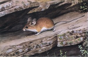 Big Eared Pinion Mouse representa o clã branco footed nas gargantas acidentadas do sudoeste de Louis Agassiz Fuertes