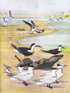 Ilustração da história natural de pássaros americanos do bar oriental e central de América Nort. por Bramhall House c.1970
