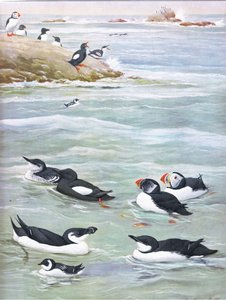 Ilustração da história natural de pássaros americanos do bar oriental e central de América Nort. por Bramhall House c.1970