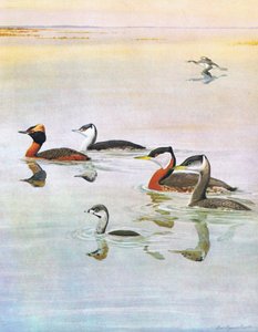 Ilustração da história natural de pássaros americanos do bar oriental e central de América Nort. por Bramhall House c.1970