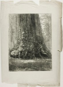 Árvores retorcidas de Louis Auguste Lepère