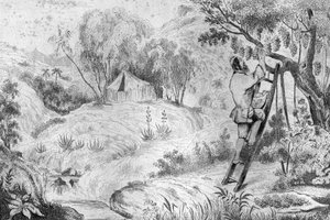Eu tinha mais de duzentos cachos... gravados depois do desenho de M. de Sainson para o Livro de Daniel Defoe (De foe) "Robinson Crusoe" edição francesa de 1837.