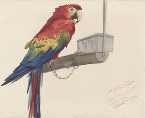 Parrot de Louis Charles Bombled