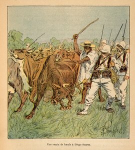 A Guerra em Madagáscar - História das Expedições Francesas de 1885-1895 por Henri Galli dit Galllichet (1854-1922), ilustrada por Louis Bombled (1862-1927): Em Diego-Suarez, o exército francês exige bois, coleção privada de Louis Charles Bombled