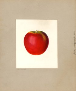Maçã (Malus domestica: No. 57) (aguarela) de Louis Charles Christopher Krieger