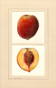 Pêssegos (Prunus persica: Número 10) (aguarela) de Louis Charles Christopher Krieger