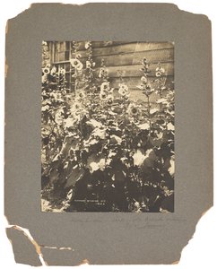 Tiffany Studios, c.1898-1920 (fotografia a preto e branco) de Louis Comfort Tiffany