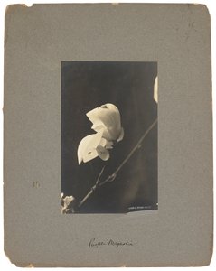 Estúdios Tiffany, c.1898-1920 (fotografia a preto e branco) de Louis Comfort Tiffany
