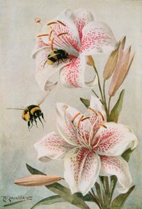 Abelhas e lírios, ilustração de 