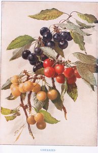 Cerejas, ilustração de 