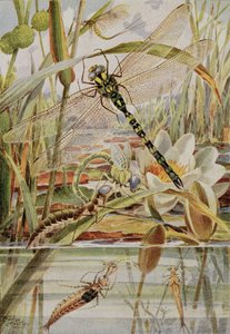 Libélula e Mayfly, ilustração de 