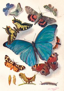 Exemplo de ilustração em bloco de cores para trabalhos científicos, c1903. de Louis Fairfax Muckley