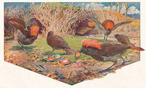 Jardineiro Bower Birds, 1911, 1911 de Louis Fairfax Muckley