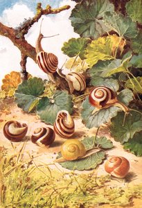 Caracóis terrestres, ilustração de 