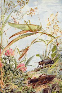 Musical Insects, ilustração de 
