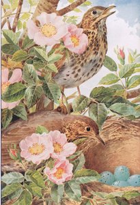 Song Thrushes with Nest, ilustração de 
