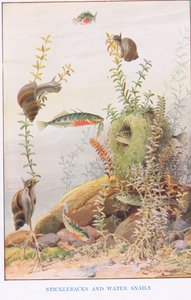 Sticklebacks e Caracóis de Água, ilustração de 