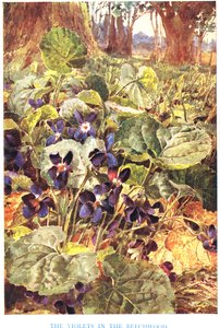 Violetas em faia, ilustração de 