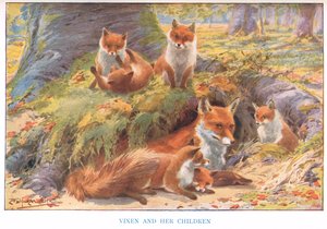 Vixen and her Children, ilustração de 