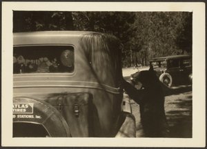 [Urso no carro]. de Louis Fleckenstein