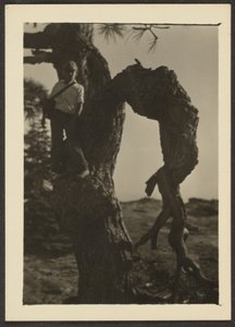 [Bobby on Knot of Pine Tree] de Louis Fleckenstein