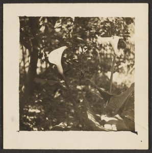 [Lírios de calla]. de Louis Fleckenstein