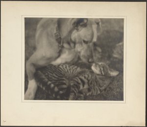 [Gato e Cão] de Louis Fleckenstein