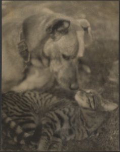 [Gato e Cão] de Louis Fleckenstein
