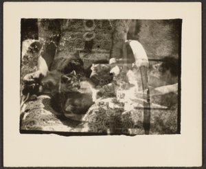 [Gatos e Reflexões]. de Louis Fleckenstein
