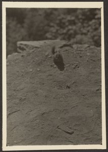 [Chipmonk on Trail] de Louis Fleckenstein