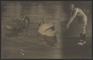[Composição de cisnes e mergulhador]. de Louis Fleckenstein