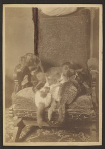 [Gatos e cães abraçados] de Louis Fleckenstein