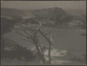 [Cipreste na Costa]. de Louis Fleckenstein