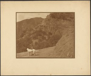 [Cão e mulher numa paisagem montanhosa] de Louis Fleckenstein