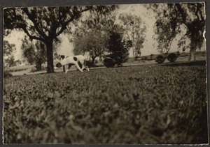 [Cão no relvado]. de Louis Fleckenstein